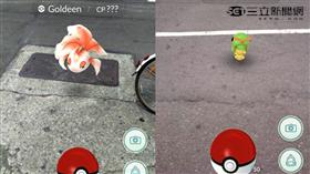 寶可夢,精靈寶可夢,皮卡丘,Pokemon Go,Pokémon GO,神奇寶貝