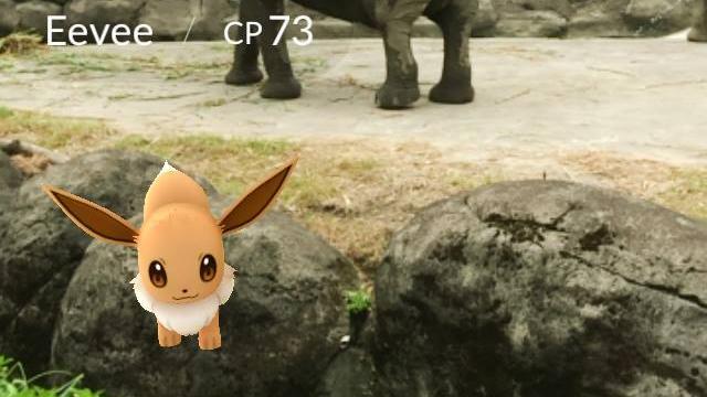 大象區有伊布！動物園：勿跳進獸欄裡