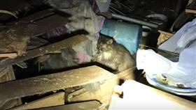 貓爺爺黃天恩棄養貓咪／YouTube