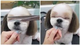 西施犬,修毛,寵物美容（圖／翻攝sheffpavelstylist IG）
https://www.instagram.com/sheffpavelstylist/