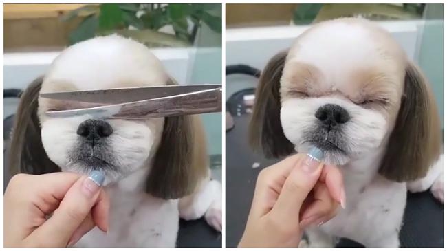 萌西施犬修毛　陶醉模樣吸12萬點閱