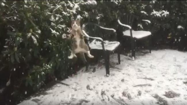 看到雪超嗨！喵星人躍身一跳變青蛙