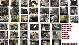 貓爺爺,圖／旺旺流浪動物協會臉書
