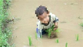 插秧、小孩／何永福臉書