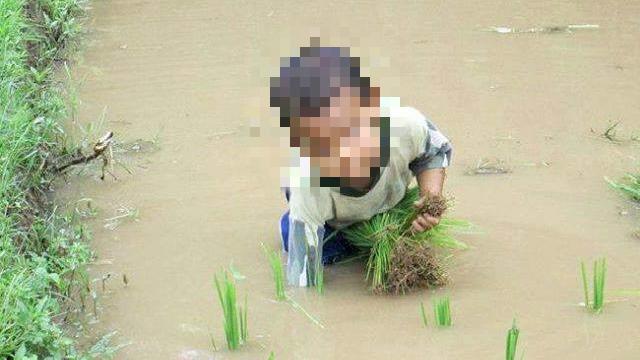 爸爸是農夫　小孩遭老師當全班面嘲笑