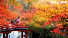 京都秋楓。（圖／Agoda提供）