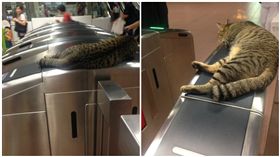 貓站長,貓星人,虎斑貓 圖/翻攝自Christopher Lee Twitter