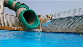 16:9
柯基玩滑水道帥氣跳水
圖／翻攝自samcorgi's IG
https://www.instagram.com/p/BHOFLJQBZ_7/