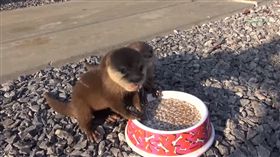 水獺　圖／翻攝自YouTube https://www.youtube.com/watch?v=rtRAlNYQiL4