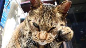 店貓斑斑／動物誌 About Animals