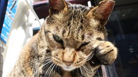 店貓斑斑／動物誌 About Animals