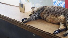 殺貓,斑斑,陳皓揚／動物誌 About Animals