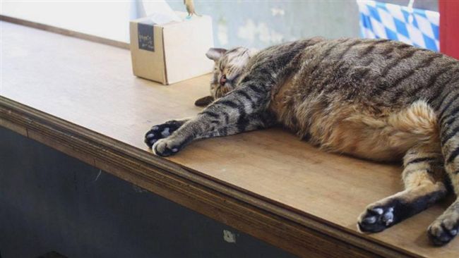 報仇斑斑不會回來　店家呼籲網友冷靜