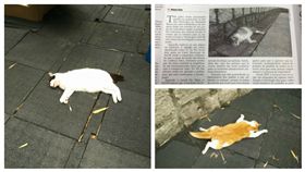 起底虐貓僑生陳皓揚　返澳門期間巧合3貓遭虐死／臉書黎安娜