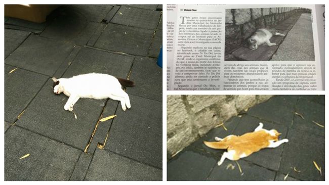 陳皓揚年初回澳門　就有3隻貓被虐死