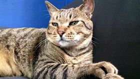 涉嫌虐殺斑斑　北檢將傳陳皓揚／動物誌 About Animals