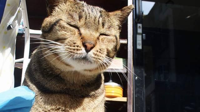 僑生陳皓揚再殺貓　呂秋遠怒嗆法院見