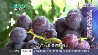 冠軍葡萄暗藏秘方　三任總統都說讚