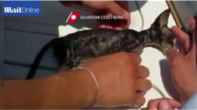 貓,貓咪 圖／翻攝自每日郵報