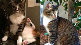 Didga/翻攝自https://www.instagram.com/catmantoo/