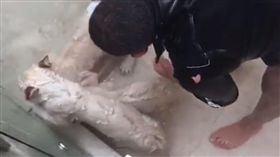 小白獅,洗澡（圖／翻攝自The Black Jaguar-White Tiger Foundation臉書）
https://www.facebook.com/jaguarandtiger/videos