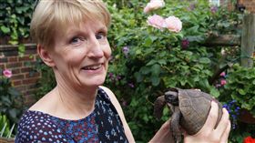 烏龜（圖／翻攝自City of Westminster ）