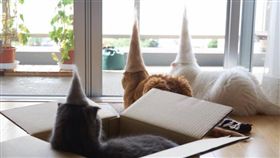 ▲喵星人戴廢毛製成的「派對帽」。（圖／翻攝自rojiman Instagram）https://www.instagram.com/rojiman/