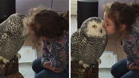 寵物,貓頭鷹,相親相愛,親親,親吻,
（animalamici臉書）