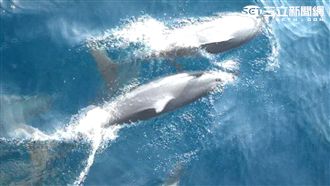 下雨就不能賞豚？其實要看這兩項原因