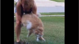 貓,寵物,　圖／翻攝自臉書