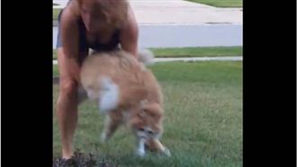 喵星人吃太好　肥到主人都快抱不動了