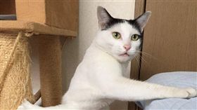 貓-推特,作者akt-https://twitter.com/aktfps?lang=zh-tw