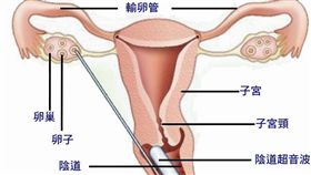 生育新選擇！預約未來寶寶　凍卵有一套(圖／台北慈院)