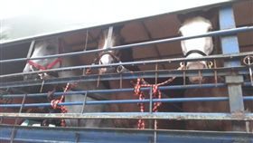 血清馬（圖／中央社）