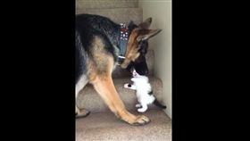 狼犬潭森輕咬小貓「頭」帶牠上樓梯。（圖／翻攝自Ten Shakes of Grace YouTube）