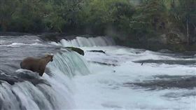 母熊
翻攝自每日郵報
http://www.dailymail.co.uk/news/article-3739442/The-sweet-moment-mama-bear-gets-protective-cubs-slip-waterfall.html