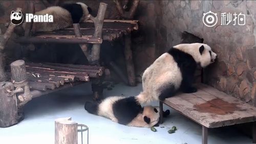 貓熊便便攻擊　噗咚正中伙伴頭部