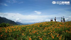 花蓮旅遊六十石山金針花海。（圖／記者簡佑庭攝影）