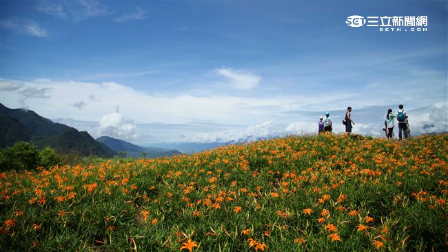 美翻天！花蓮六十石山金針花海盛開中