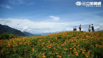 美翻天！花蓮六十石山金針花海盛開中
