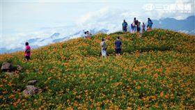 花蓮旅遊六十石山金針花海。（圖／記者簡佑庭攝影）