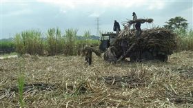 甘蔗（圖／攝影者James Gagen，Flickr CC License）
https://www.flickr.com/photos/fizzlefish/2266598444/in/photolist-4shUKw-6z8ssJ-bfVFr6-q59Ewv-o1EFaR-bvCXK9-cwC9mh-cjPUQ-8FFFaA-bjqaSH-bJxQLX-in141S-EVjDGk-n1FzoG-ebfveT-MyU2F-dXqFRZ-9YxBtq-dT9uvj-8LNfBw-p4gAq-csKwTy-Ct5g9o-6uhfEk-D1dLf-isoNve-HuXpb7-d9fxiC-cwCcRo-6dWEoJ-5EsjuA-5HZEBx-dk6unn-8FELRU-4nSBGt-9BeVWb-4vXmUZ-bYbFz9-dkDLa3-5HLV7p-CS64dV-edFNrs-5komU4-6dSvKx-iZ63nU-k8RqE-aSXLqV-e4R9C6-4cQDba-94qKBD