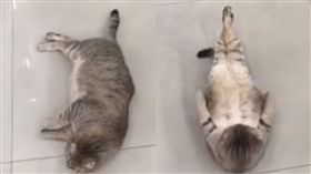 貓,https://www.facebook.com/%E9%98%BF%E4%B8%AD%E9%98%BF%E4%B8%AD-340463942790569/