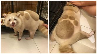 誰踩的大腳印？浣熊可愛造型超吸睛