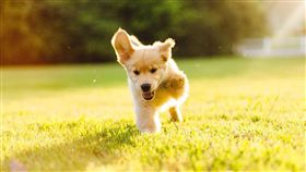 16:9
身障狗狗突破極限　學會上下樓梯
圖／翻攝自ollievuesomuch's IG 