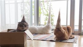 梳下的貓毛變貓咪的專屬帽子。（圖／翻攝自rojiman Instagram）