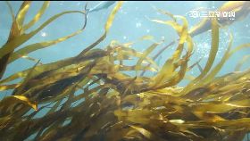 褐藻緩癌副190911T12