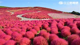 日本茨城常陸海濱公園掃帚草。（圖／茨城縣提供）