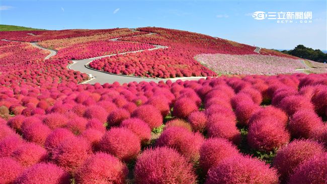日本掃帚草好舒壓　宛如抱枕遍佈山頭
