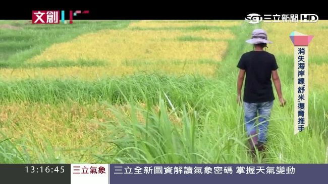 金黃稻穗隨風搖曳　守護部落文化